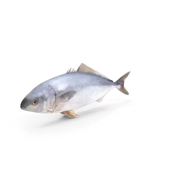 Fisch-Bistr-Dortmund Bistro Asterios emotional mediterrane Küche Fisch Thunfisch